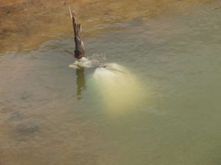 Steps in Pond Preparation (traditional)