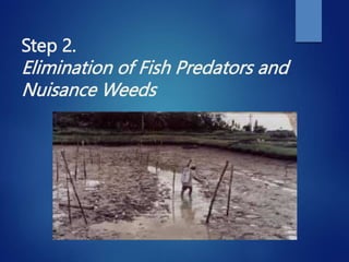Step 2.
Elimination of Fish Predators and
Nuisance Weeds
 