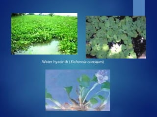 Water hyacinth (Eichornia crassipes)
 