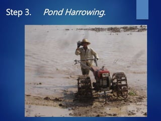 Step 3. Pond Harrowing.
 