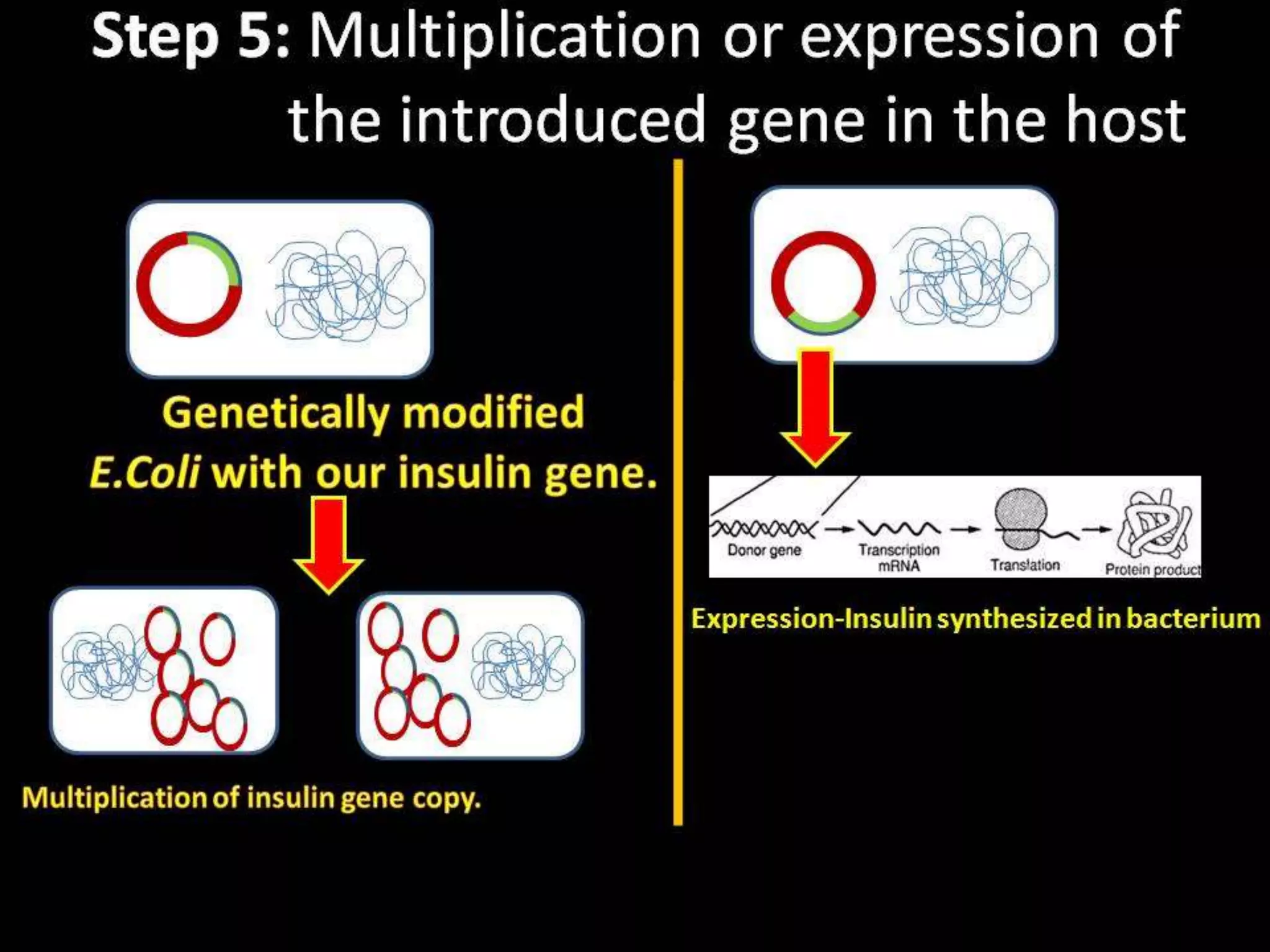 Steps in Recombinant DNA Technology or rDNA technology