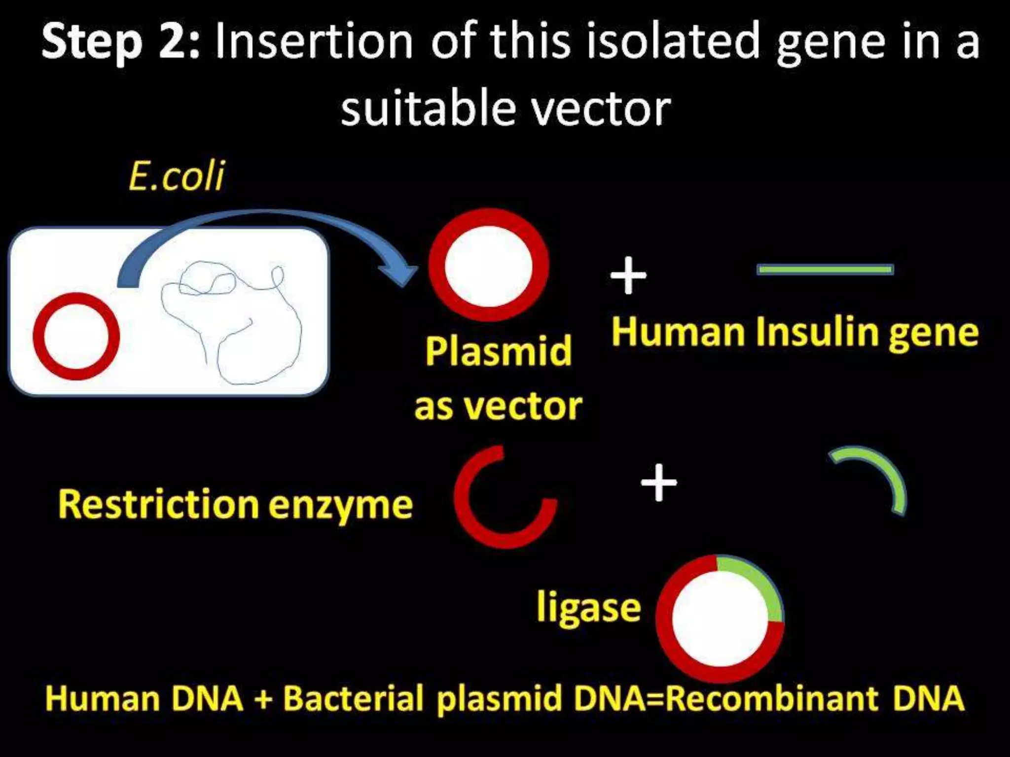 Steps in Recombinant DNA Technology or rDNA technology
