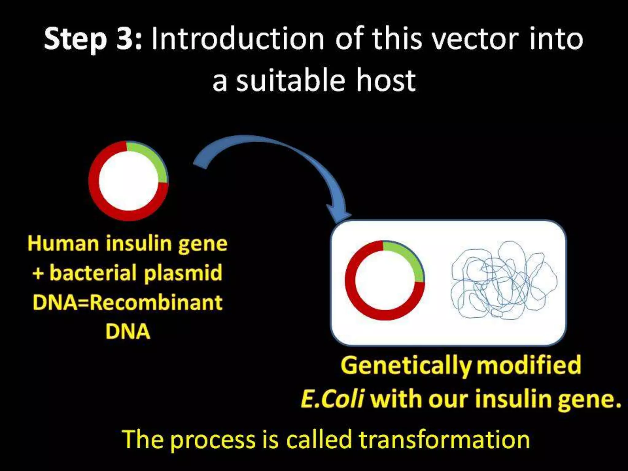 Steps in Recombinant DNA Technology or rDNA technology