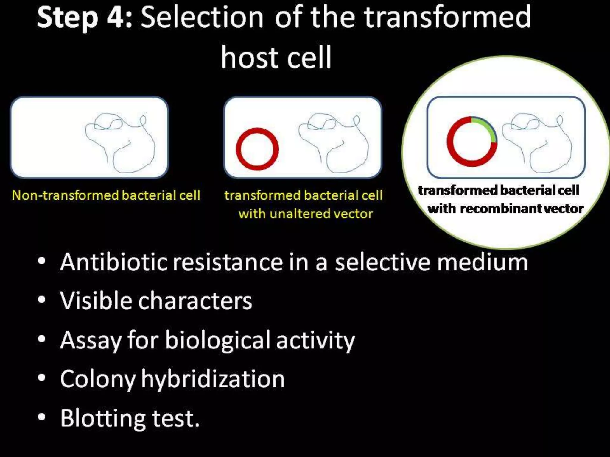 Steps in Recombinant DNA Technology or rDNA technology