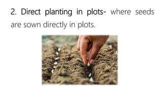 2. Direct planting in plots- where seeds
are sown directly in plots.
 
