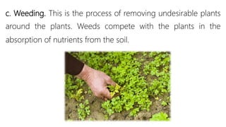 c. Weeding. This is the process of removing undesirable plants
around the plants. Weeds compete with the plants in the
absorption of nutrients from the soil.
 
