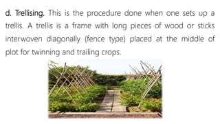 d. Trellising. This is the procedure done when one sets up a
trellis. A trellis is a frame with long pieces of wood or sticks
interwoven diagonally (fence type) placed at the middle of
plot for twinning and trailing crops.
 