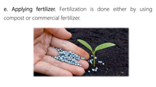 e. Applying fertilizer. Fertilization is done either by using
compost or commercial fertilizer.
 
