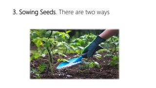 3. Sowing Seeds. There are two ways
 