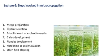 1. Media preparation
2. Explant selection
3. Establishment of explant in media
4. Callus development
5. Plantlet development
6. Hardening or acclimatization
7. Open field planting
Lecture 6: Steps involved in micropropagation
 