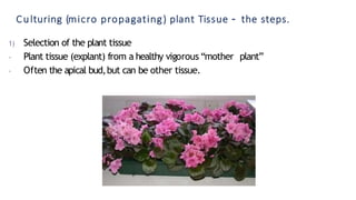 Culturing (micro propagating) plant Tissue – the steps.
1) Selection of the plant tissue
- Plant tissue (explant) from a healthy vigorous “mother plant”
- Often the apical bud,but can be other tissue.
 