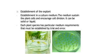 3) Establishment of the explant
- Establishment in a culture medium.The medium sustain
the plant cells and encourage cell division.It can be
solid or liquid.
- Each plant species has particular medium requirements
that must be established by trial and error
.
 