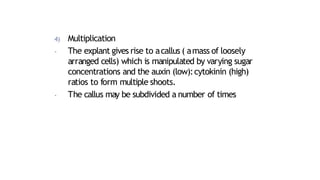 4) Multiplication
- The explant gives rise to acallus ( amass of loosely
arranged cells) which is manipulated by varying sugar
concentrations and the auxin (low):cytokinin (high)
ratios to form multiple shoots.
- The callus may be subdivided a number of times
 