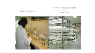 Dividing shoots
Warmth and good light
are
essential
 