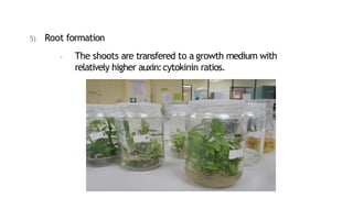 5) Root formation
- The shoots are transfered to a growth medium with
relatively higher auxin:cytokinin ratios.
 