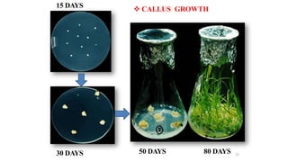  CALLUS GROWTH
15 DAYS
30 DAYS 50 DAYS 80 DAYS 21
 