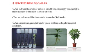  SUBCULTURING OF CALLUS
•After sufficient growth of callus it should be periodically transferred to
fresh medium to maintain viability of cells.
•This subculture will be done at the interval of 4-6 weeks.
•After a maximum growth transfer into a pottling soil under required
condition.
 