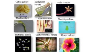 Callus culture Suspension
culture
Pollen culture
Ovule culture Root tip culture Shoot tip culture
32
Protoplast culture Leaf primordial culture Flower culture
 