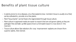 Benefits of plant tissue culture
⦁ In plantsprone to virus diseases,virus freeexplants(new meristemtissueisusuallyvirusfree)
canbecultivatedto providevirus freeplants.
⦁ Plant“tissuebanks”canbefrozen,theregeneratedthroughtissueculture.
⦁ Plantculture inapproved mediaare easier to export thanare soil-grown plants,astheyare
pathogen freeandtake uplittlespace(most currentplantexportis now done in this
manner)
⦁ Tissuecultureallows fastselections for crop improvement- explants arechosen from
superior plants, thencloned.
 