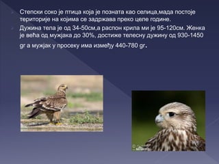 Степски соко - Георгиева Т. | PPT