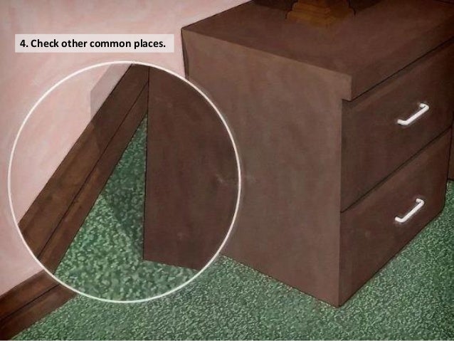 Steps Of Bed Bug Control And Treatment