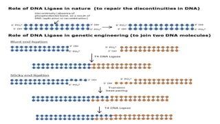 Steps of r-dna technology | PPTX