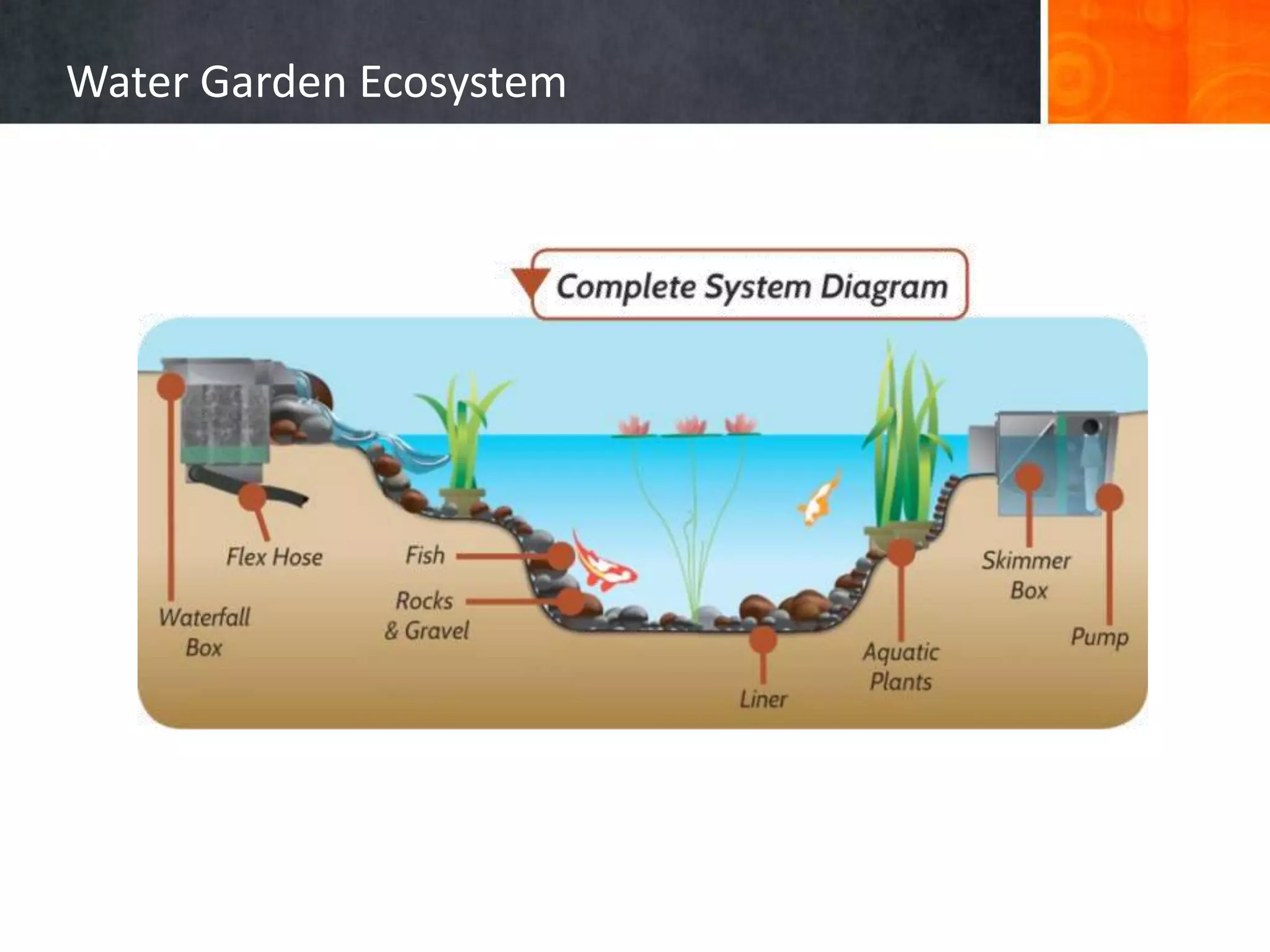 Water Garden Ecosystem
 