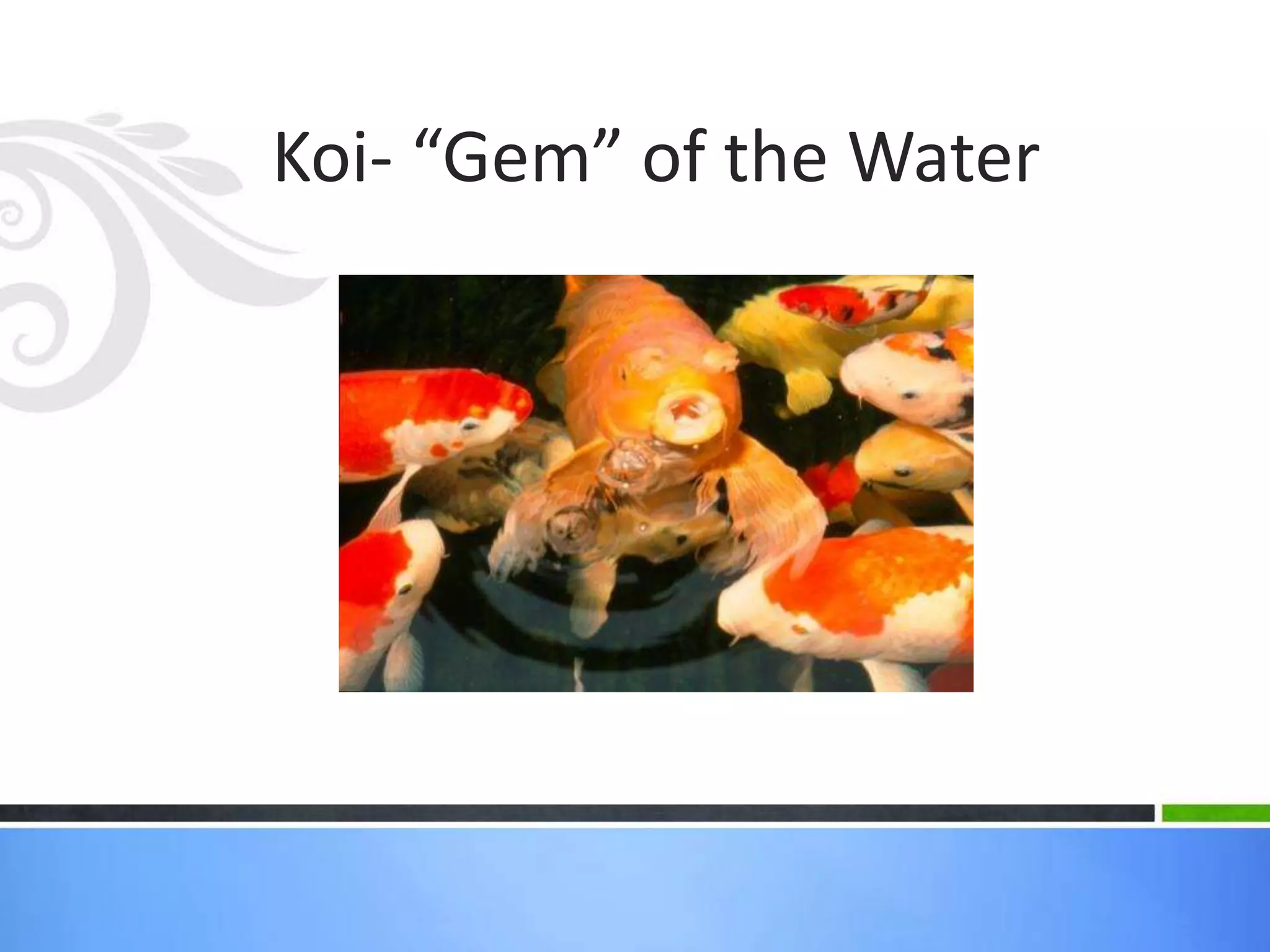 Koi- “Gem” of the Water
 