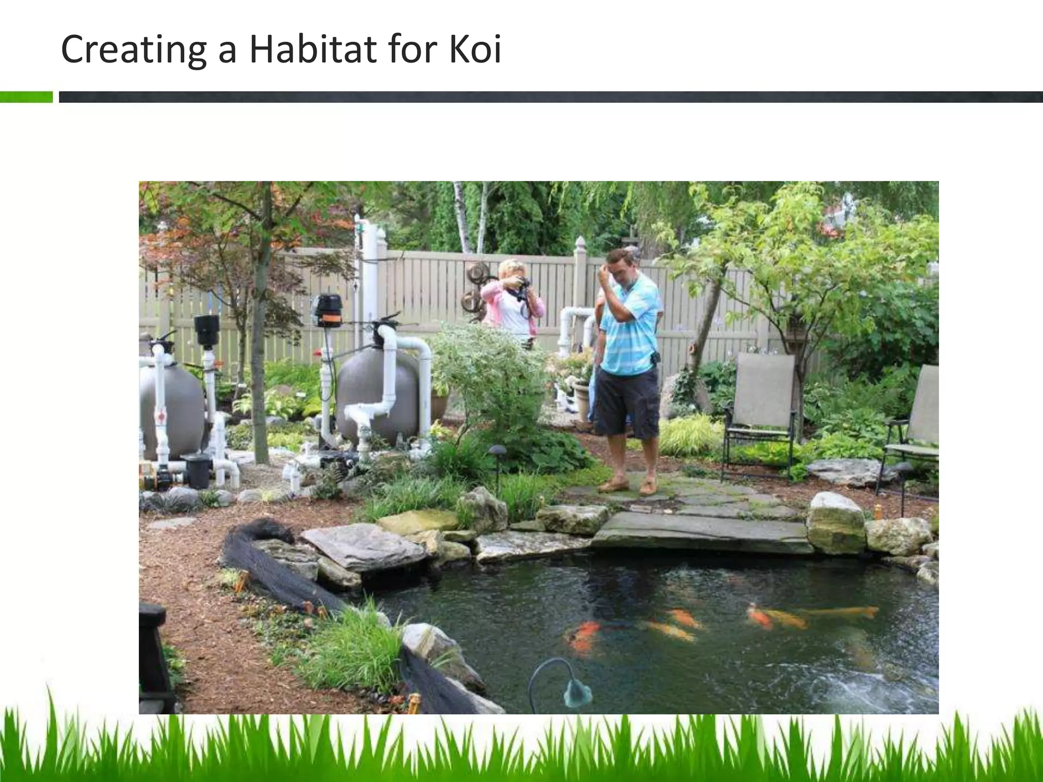 Creating a Habitat for Koi
 