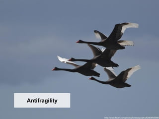 Antifragility

                http://www.flickr.com/photos/birdsaspoetry/8280858398/
 