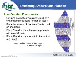 mbfbioscience.commbfbioscience.com
Estimating Area/Volume Fraction
Area Fraction Fractionator
• Cavalieri estimate of area...