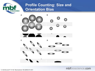 Profile Counting: Size and
Orientation Bias
mbfbioscience.comC. Schmitz and P. R. Hof. Neuroscience 130 (2005) 813–831
 