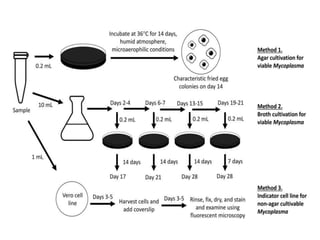 STERILITY TESTING OF PHARMACEUTICALS ppt by DR.C.P.PRINCE | PPTX