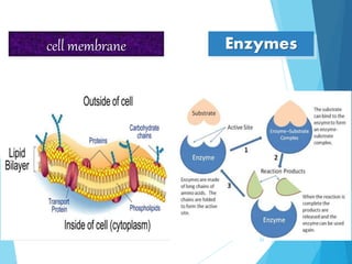 cell membrane Enzymes
21
 
