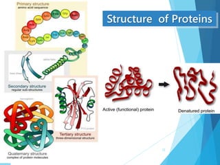 Structure of Proteins
22
 