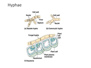 Hyphae
 