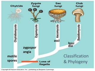 Classification
& Phylogeny
motile
spores
zygospor
angia
asci
basi
dia
 
