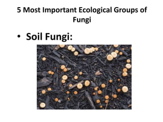 5 Most Important Ecological Groups of
Fungi
• Soil Fungi:
 