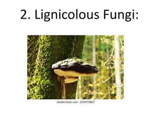 2. Lignicolous Fungi:
 