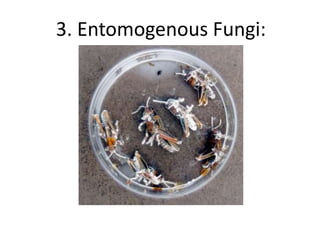 3. Entomogenous Fungi:
 