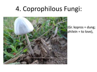 4. Coprophilous Fungi:
(Gr. kopros = dung;
philein = to love),
 