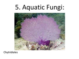 5. Aquatic Fungi:
Chytridiales
 