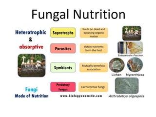 Fungal Nutrition
 