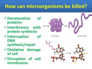 How can microorganisms be killed?
Denaturation of
proteins
Interference with
protein synthesis
Interruption of
DNA
synthesis/repair
Oxidative damage
of cell
Disruption of cell
membranes
 