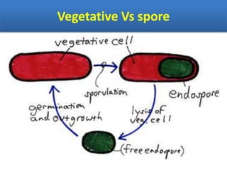 Vegetative Vs spore
 