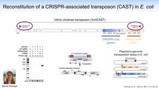 Reconstitution of a CRISPR-associated transposon (CAST) in E. coli
Plasmid-to-genome
transposition assay in E. coli
Vibrio cholerae transposon (VchCAST)
Klompe et al., Nature, 571, 219 (2019)
Sanne Klompe
CRISPR–Cas
genes
Transposase
genes
 