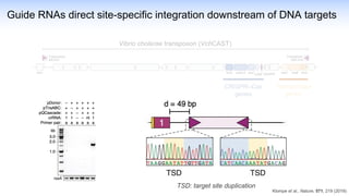 Guide RNAs direct site-specific integration downstream of DNA targets
Vibrio cholerae transposon (VchCAST)
Klompe et al., Nature, 571, 219 (2019)
CRISPR–Cas
genes
Transposase
genes
TSD: target site duplication
 