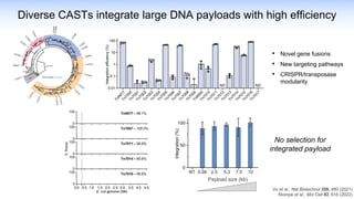 Diverse CASTs integrate large DNA payloads with high efficiency
Vo et al., Nat Biotechnol 359, 480 (2021)
Klompe et al., Mol Cell 82, 616 (2022)
• Novel gene fusions
• New targeting pathways
• CRISPR/transposase
modularity
No selection for
integrated payload
Payload size (kb)
 