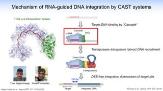 Mechanism of RNA-guided DNA integration by CAST systems
~50-bp
Klompe et al., Nature, 571, 219 (2019)
Target DNA binding by *Cascade*
DSB-free integration downstream of target site
Halpin-Healy et al., Nature 577, 271–274 (2020)
Tyler Halpin-Healy Israel Fernandez
Transposases
Transposase–transposon (donor) DNA recruitment
TniQ is a transposition protein
 