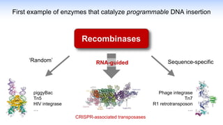First example of enzymes that catalyze programmable DNA insertion
Recombinases
‘Random’
piggyBac
Tn5
HIV integrase
…
Sequence-specific
Phage integrase
Tn7
R1 retrotransposon
…
RNA-guided
CRISPR-associated transposases
 